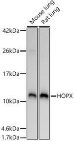 Hopx Antibody in Western Blot (WB)