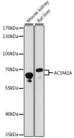 ACSM2A Antibody in Western Blot (WB)