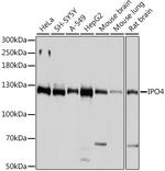 Importin 4 Antibody in Western Blot (WB)