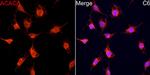 Acetyl-CoA Carboxylase Antibody in Immunocytochemistry (ICC/IF)