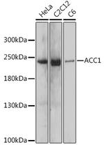 Acetyl-CoA Carboxylase Antibody in Western Blot (WB)