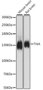 TrkA Antibody in Western Blot (WB)