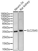 SLC25A5 Antibody in Western Blot (WB)