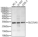 SLC25A5 Antibody in Western Blot (WB)