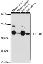 ENTPD6 Antibody in Western Blot (WB)