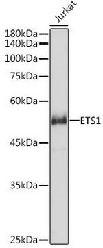 ETS1 Antibody in Western Blot (WB)