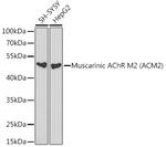 CHRM2 Antibody in Western Blot (WB)