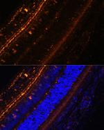 KCNS2 Antibody in Immunohistochemistry (Paraffin) (IHC (P))