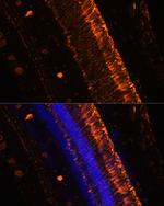 KCNS2 Antibody in Immunohistochemistry (Paraffin) (IHC (P))