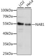 NAB1 Antibody in Western Blot (WB)