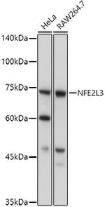 NFE2L3 Antibody in Western Blot (WB)