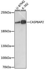 FLASH Antibody in Western Blot (WB)