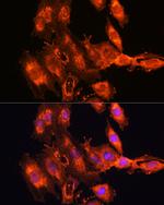 FSTL1 Antibody in Immunocytochemistry (ICC/IF)