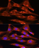 FSTL1 Antibody in Immunocytochemistry (ICC/IF)