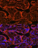 FSTL1 Antibody in Immunohistochemistry (Paraffin) (IHC (P))