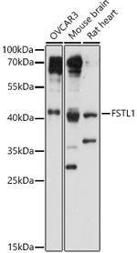 FSTL1 Antibody in Western Blot (WB)