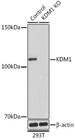 LSD1 Antibody