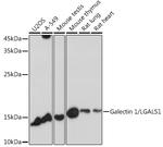 Galectin 1 Antibody in Western Blot (WB)