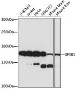 SF3B1 Antibody in Western Blot (WB)