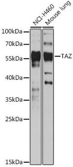 WWTR1 Antibody in Western Blot (WB)