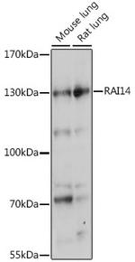 RAI14 Antibody in Western Blot (WB)