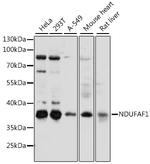 NDUFAF1 Antibody in Western Blot (WB)