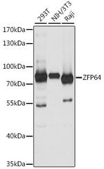 ZFP64 Antibody in Western Blot (WB)