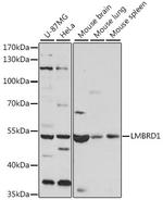 LMBRD1 Antibody in Western Blot (WB)