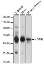 NDRG3 Antibody in Western Blot (WB)