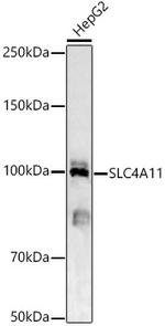 SLC4A11 Antibody in Western Blot (WB)