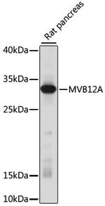 MVB12A Antibody in Western Blot (WB)