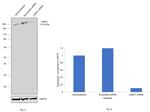 Laminin gamma-1 Antibody