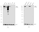 Laminin gamma-1 Antibody in Western Blot (WB)