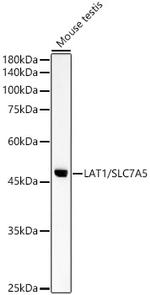 SLC7A5 Antibody in Western Blot (WB)
