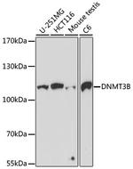 DNMT3B Antibody in Western Blot (WB)