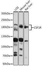 CSF1R Antibody in Western Blot (WB)