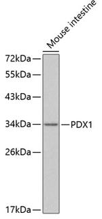 PDX1 Antibody in Western Blot (WB)