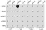 H3R2me1 Antibody in Dot Blot (DB)