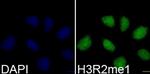 H3R2me1 Antibody in Immunocytochemistry (ICC/IF)