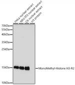 H3R2me1 Antibody in Western Blot (WB)