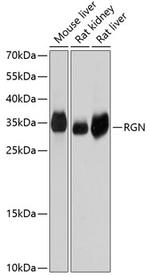 Regucalcin Antibody in Western Blot (WB)