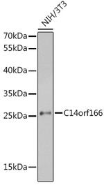 RTRAF Antibody in Western Blot (WB)