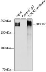 DOCK2 Antibody in Immunoprecipitation (IP)