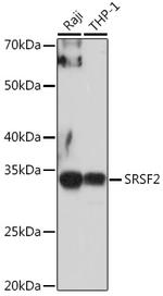 SRSF2 Antibody in Western Blot (WB)