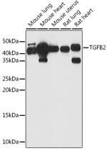 TGF beta-2 Antibody in Western Blot (WB)