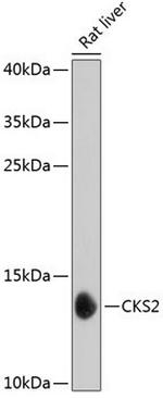 CKS2 Antibody in Western Blot (WB)