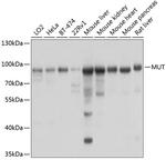 MUT Antibody in Western Blot (WB)