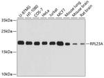 RPL23A Antibody in Western Blot (WB)