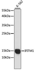 IFITM1 Antibody in Western Blot (WB)