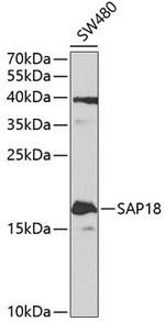 SAP18 Antibody in Western Blot (WB)